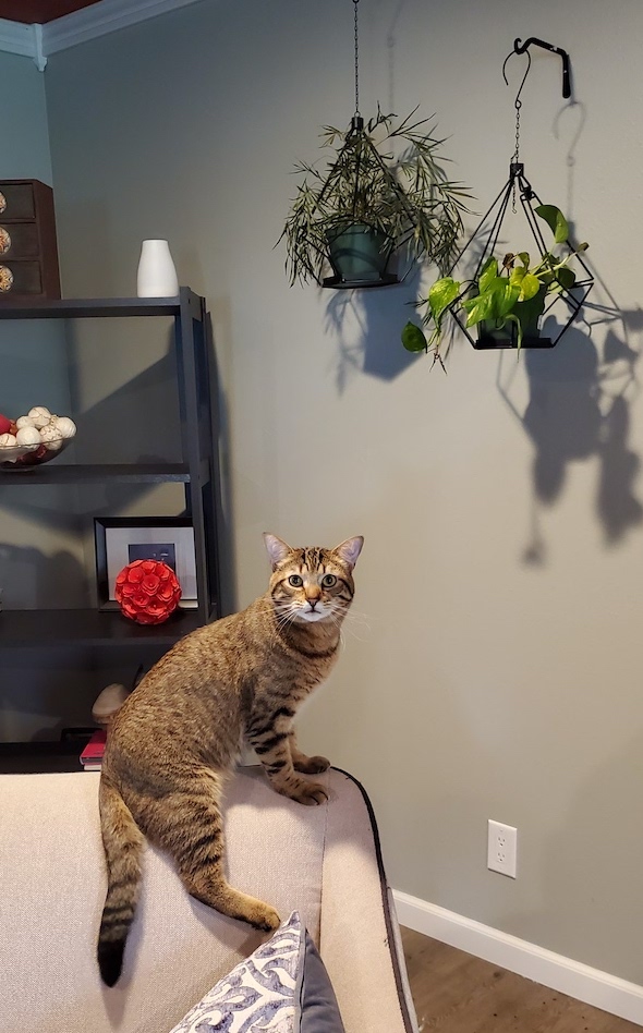 How do i keep my shop cat from eating my plants